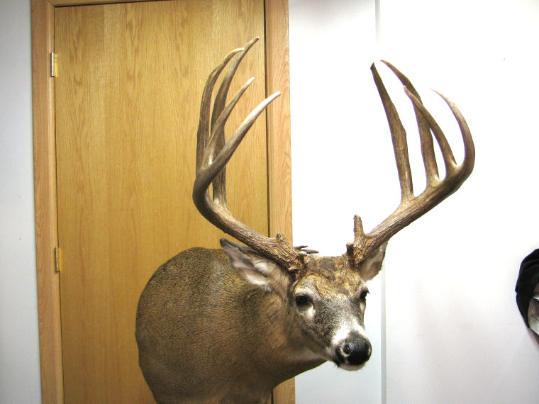 Whitetail Hunting and Antlers: A Game of Inches?