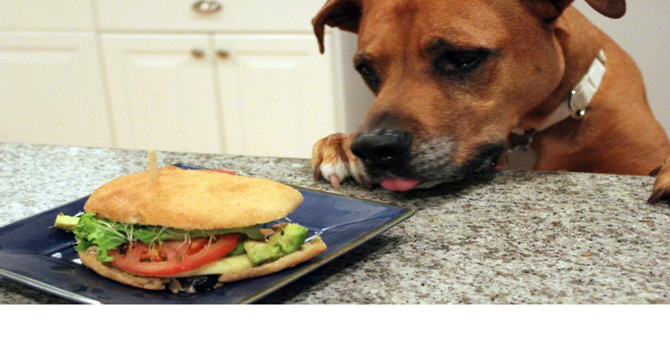 Dog Gone Problems Help! My dog keeps stealing food from my table