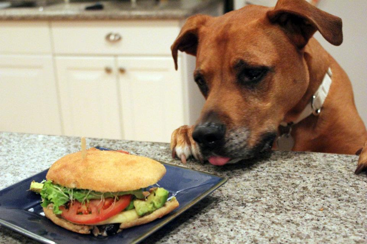 Dog Gone Problems: Help! My dog keeps stealing food from ...