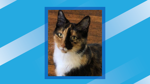 Omaha Crime Stoppers, Nebraska Humane Society offer $1,000 reward toward solving cat theft