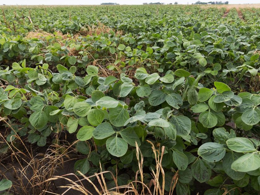 Trade conflicts have cost Nebraska economy more than $1 billion, Farm Bureau says