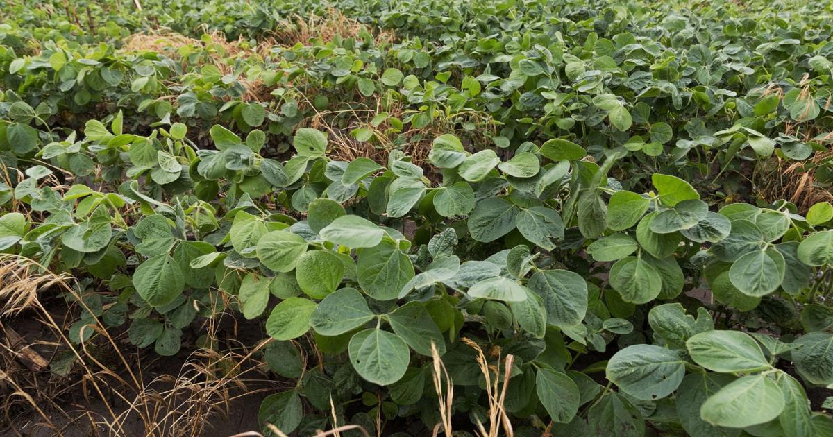 Trade conflicts have cost Nebraska economy more than $1 billion, Farm Bureau says