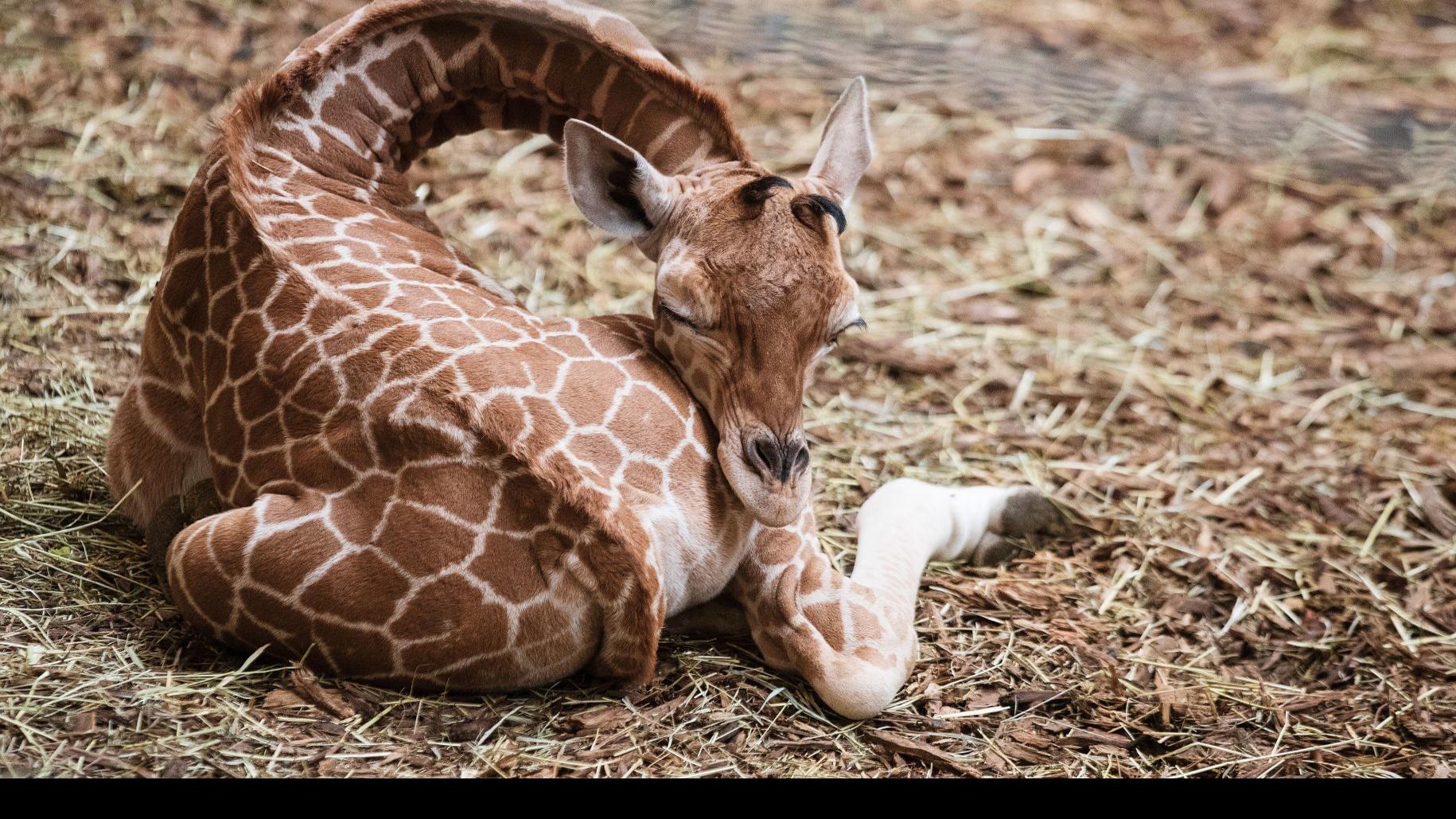 It S A Girl There S A Brand New Baby Giraffe At The Omaha Zoo