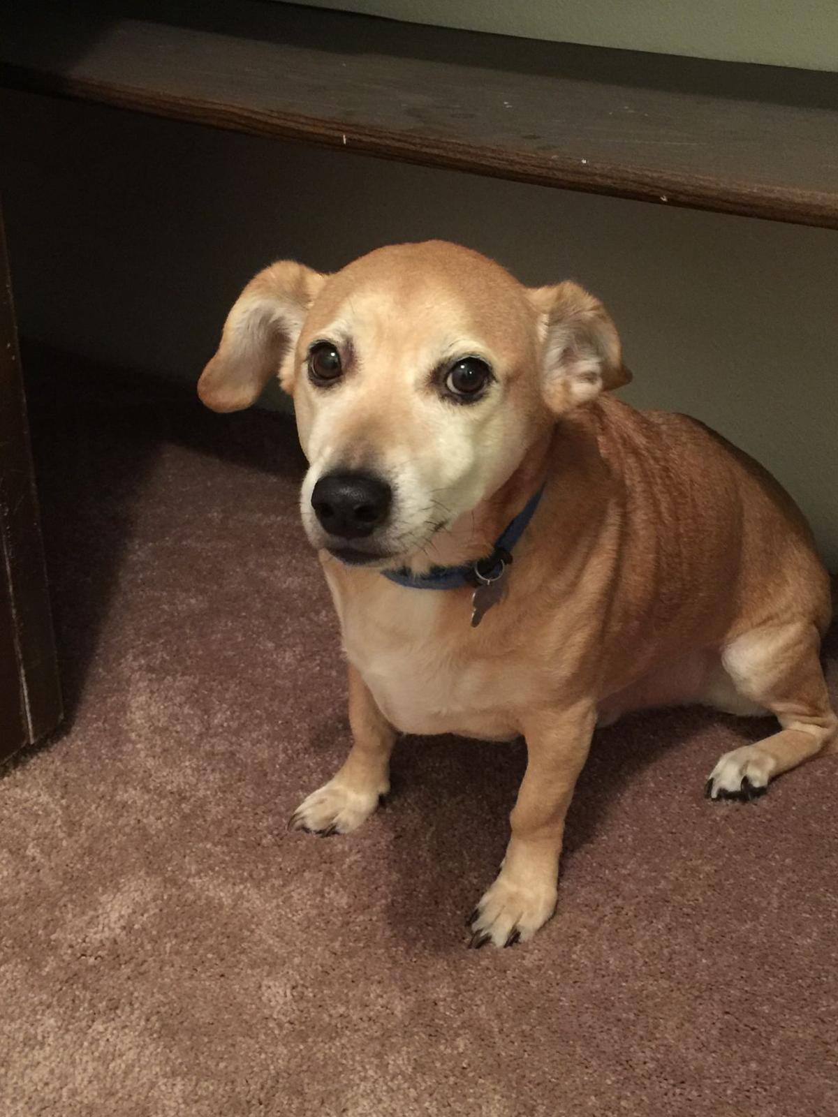 Dog Gone Problems: My dog whines for attention | Momaha ...