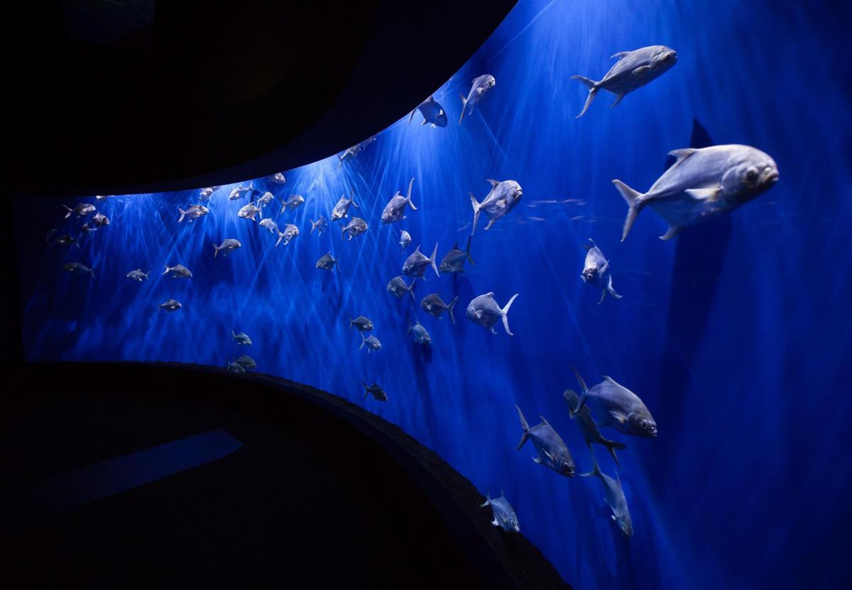 Stay the night at the Omaha Henry Doorly Zoo