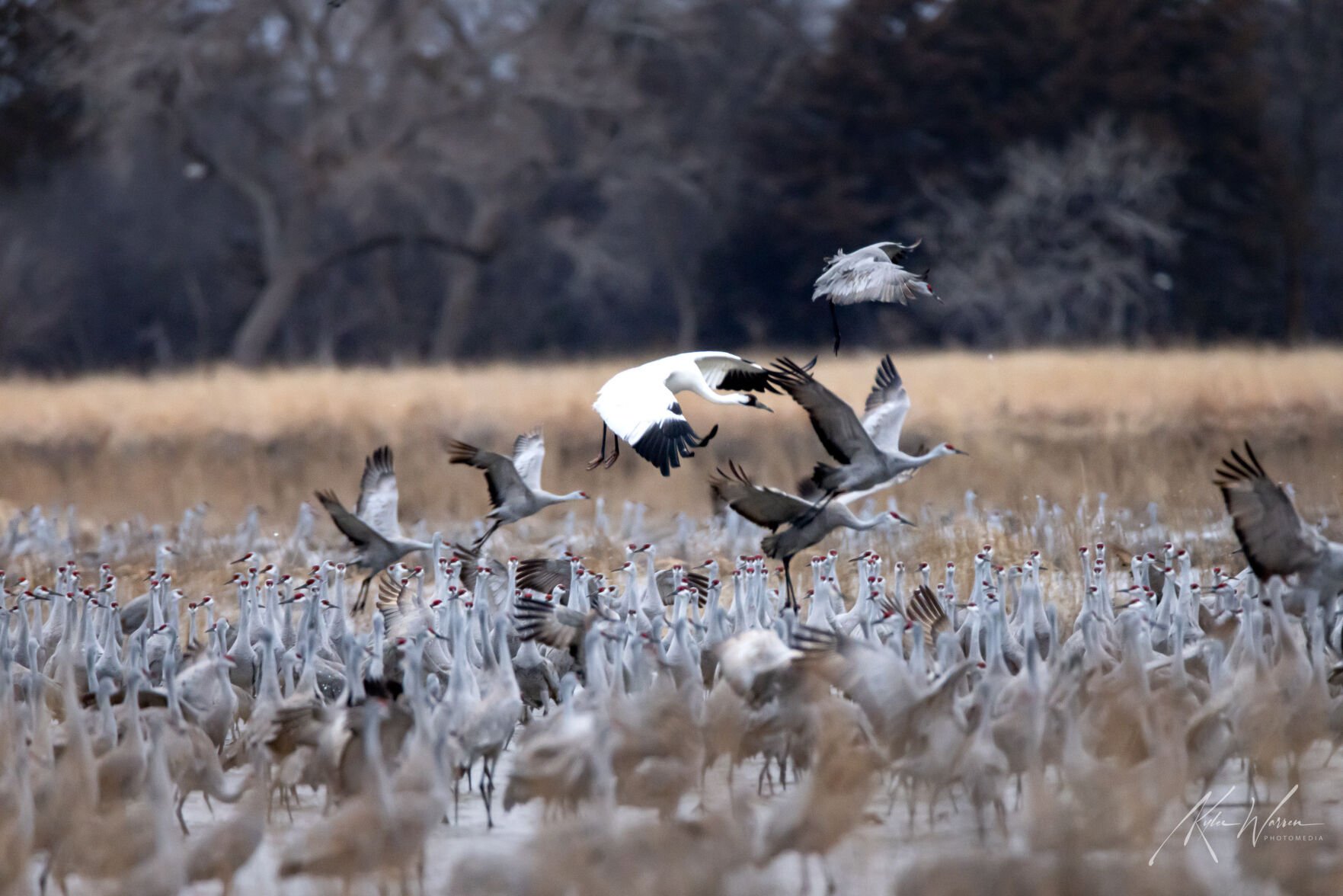 Whooping cranes are joining the migration show in central Nebraska