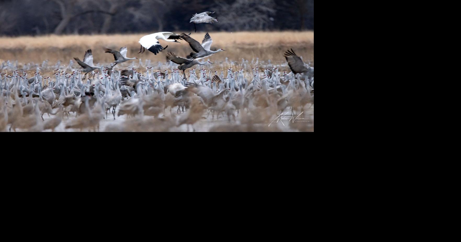 Whooping cranes are joining the migration show in central Nebraska