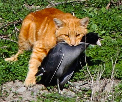 cat with bird in mouth