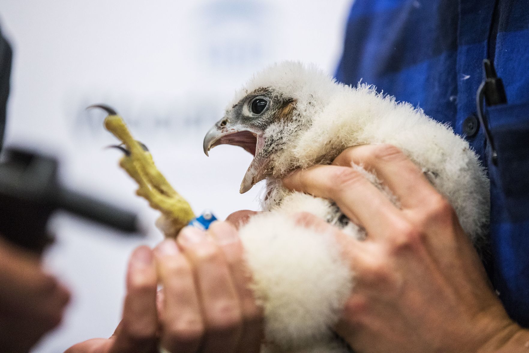 Photos: Peregrine Falcon Chicks Get Bands