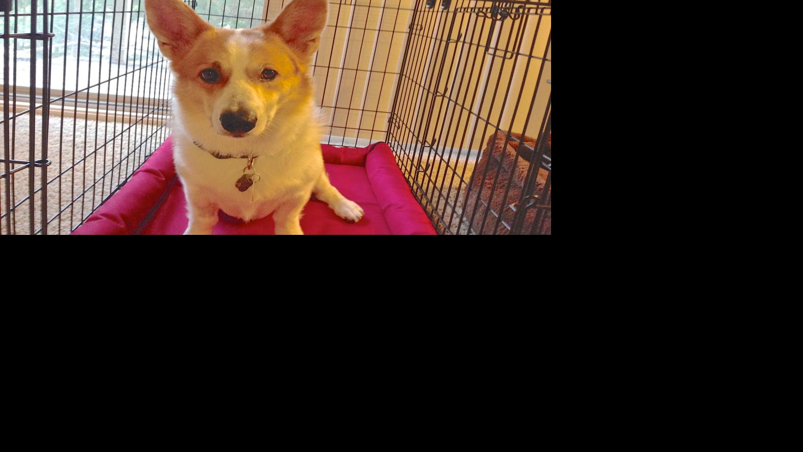How Do I Stop My Dogs From Going Crazy When I Let Them Out Of The