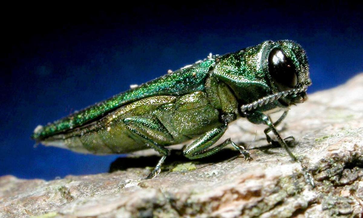 emerald ash borer.jpg