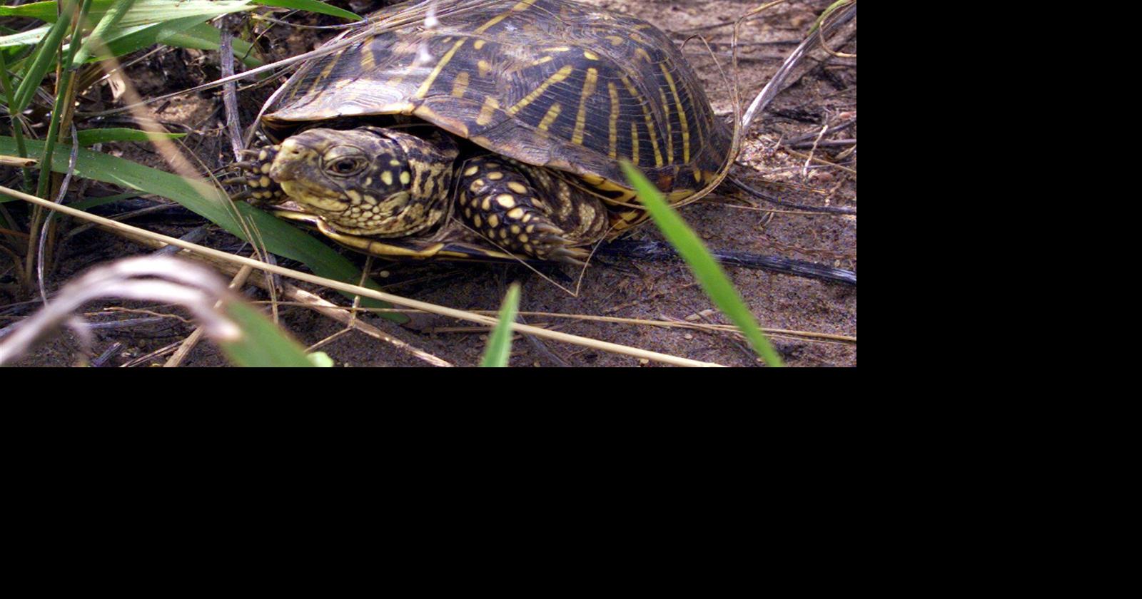 Red-bellied Snake, Amphibians, Turtles & Reptiles of Nebraska