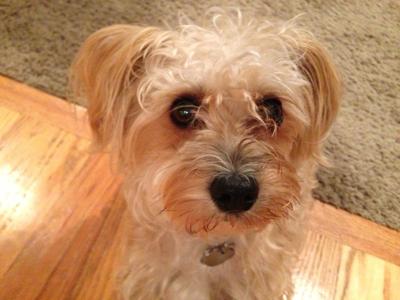 Dog Gone Problems My New Rescue Dog Is Upsetting My Other