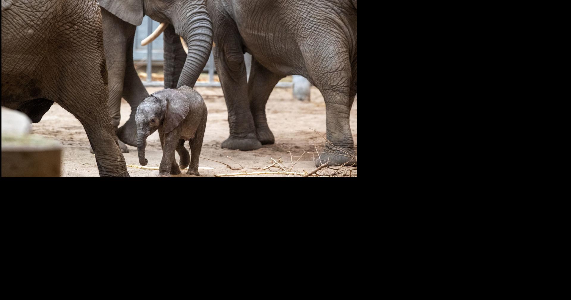 Two baby elephant calves make debut in Omaha