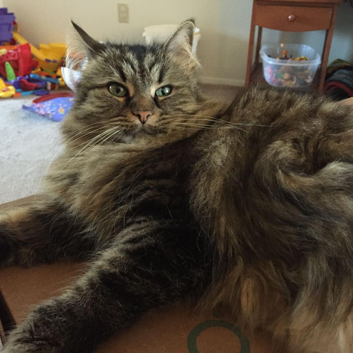 Mad Chatter What ever happened to Bo Pelinis cat Who can beat Mad Chatter What ever happened to Bo Pelinis cat Who can beat