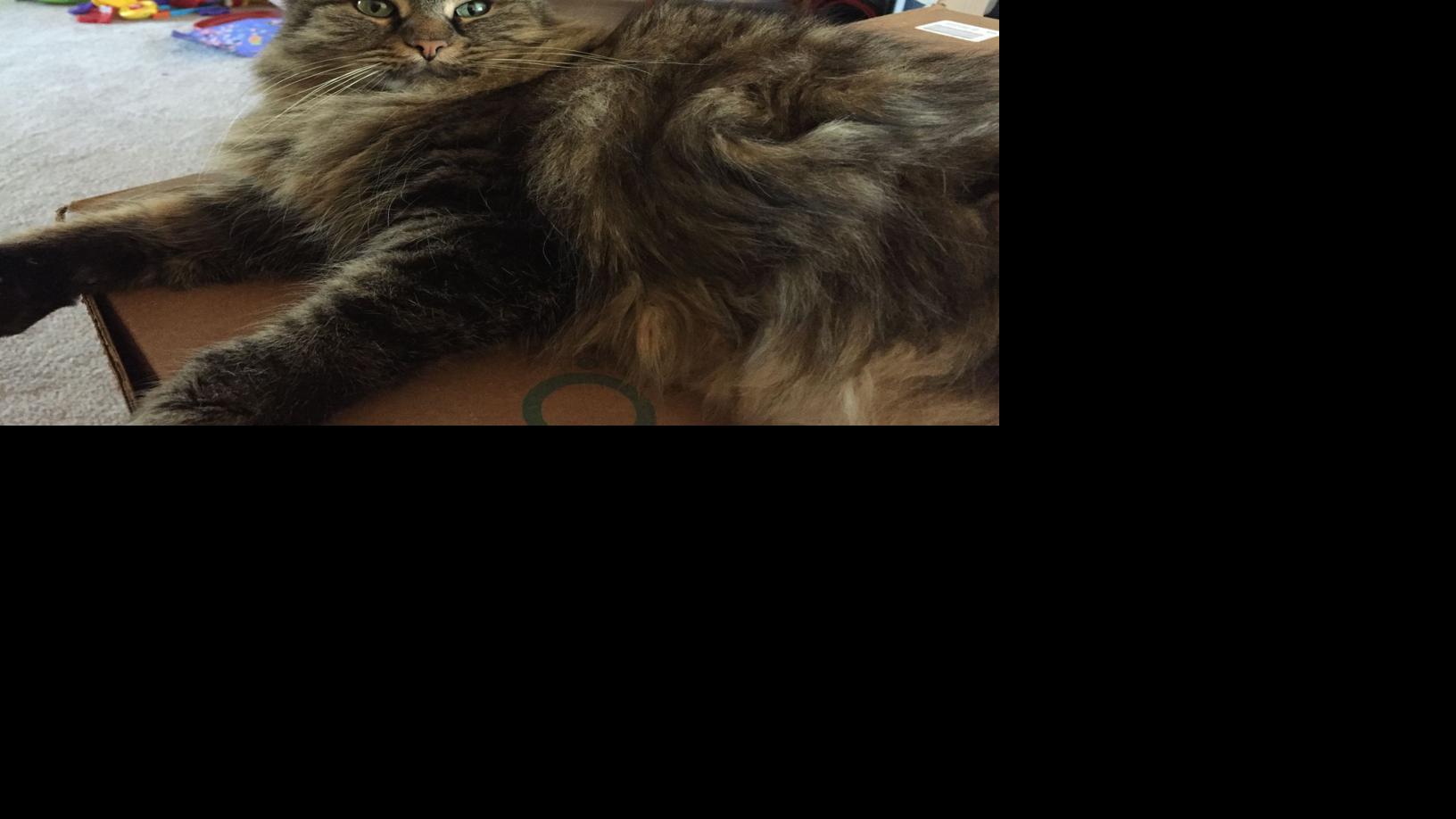 Mad Chatter What Ever Happened To Bo Pelini S Cat Who Can Beat