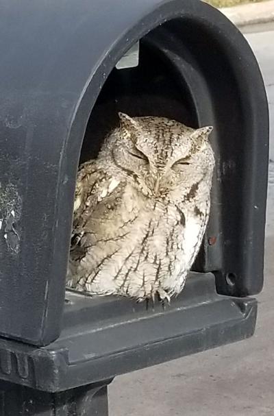 unsuspecting ralston woman gets rare glimpse of screech owl during