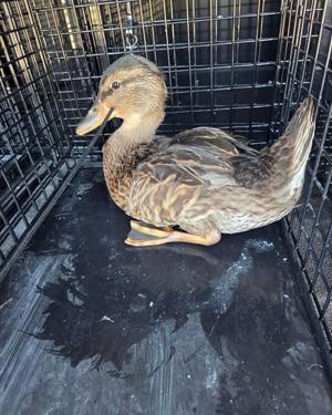 duckthree.jpg.jpeg