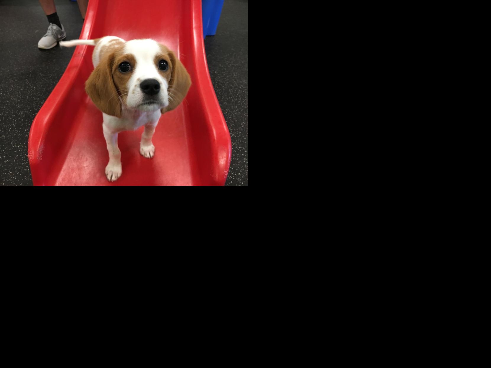 Dog Gone Problems Our dog fears the kennel and has separation anxiety