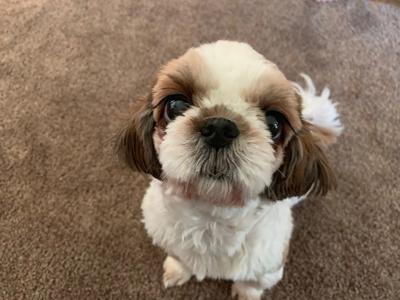 Dog Gone Problems Tips To Help Stop A Dog From Guarding The
