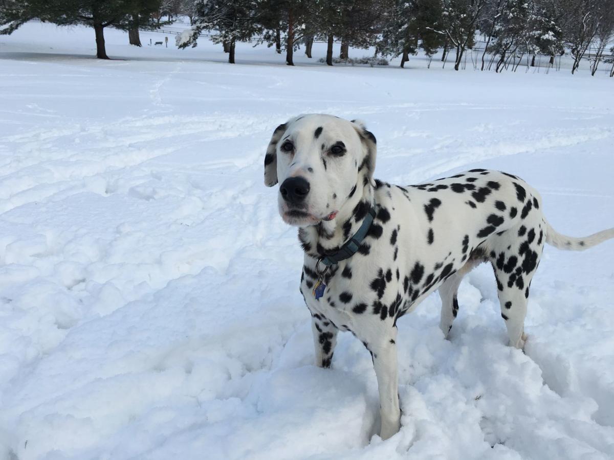 Dog Gone Problems Creative Ways To Exercise Dogs During Or After