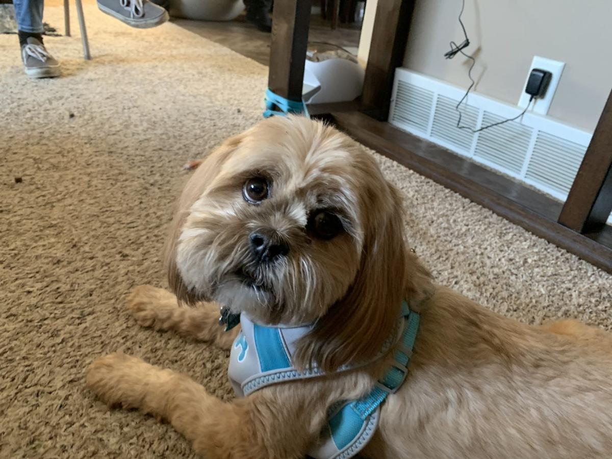 Dog for 7/22/20