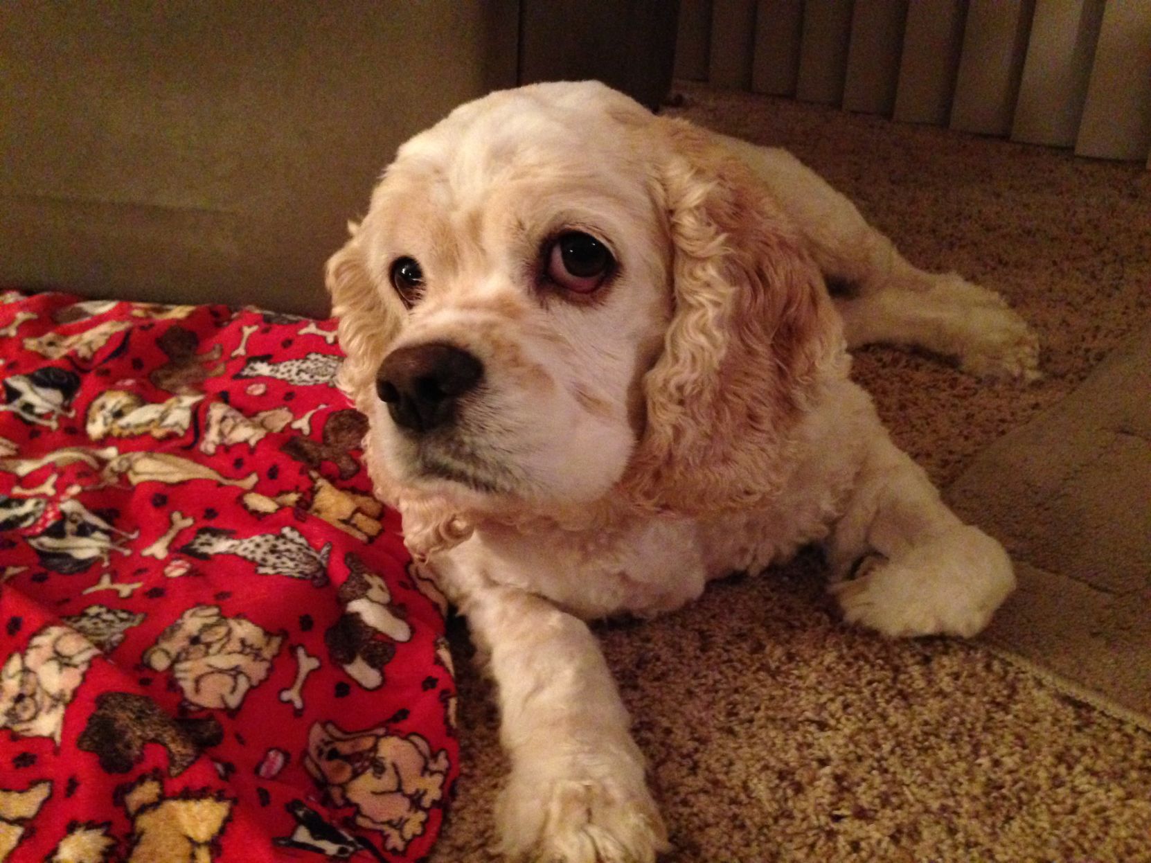cocker spaniel licking paws