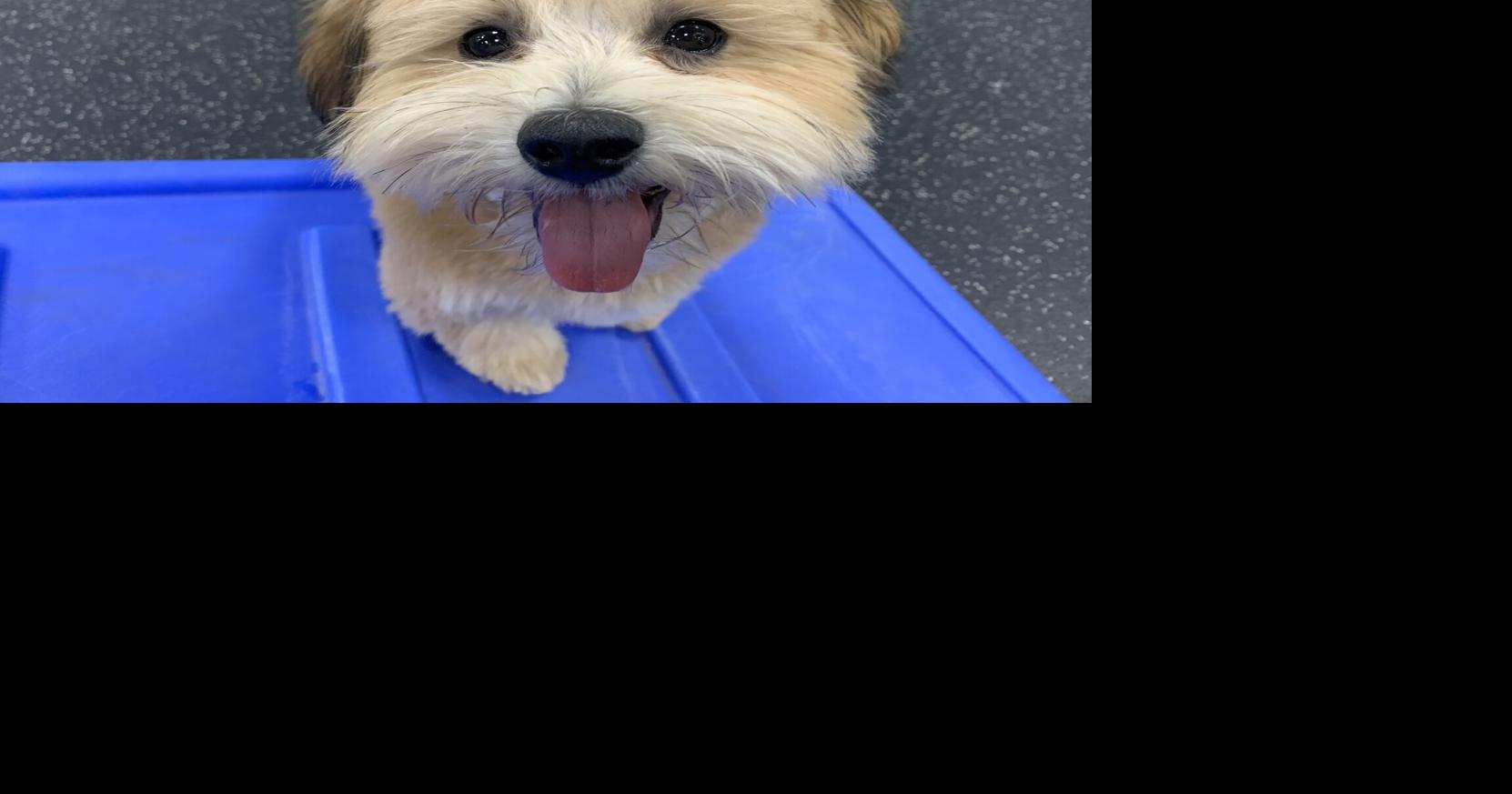 Dog Gone Problems My puppy drinks too much water. What should we do?