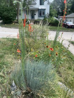 prairie3.jpg
