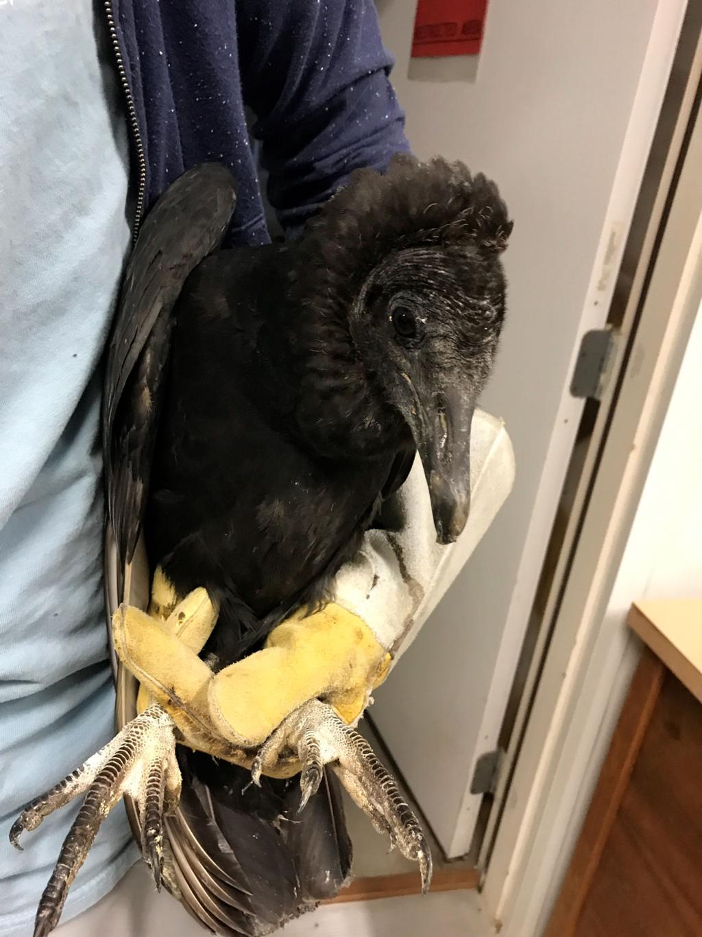 Nebraska Records Rare Sighting Of Black Vulture State Regional