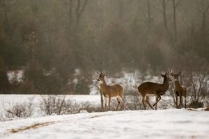 010821-owh-new-deer.JPG