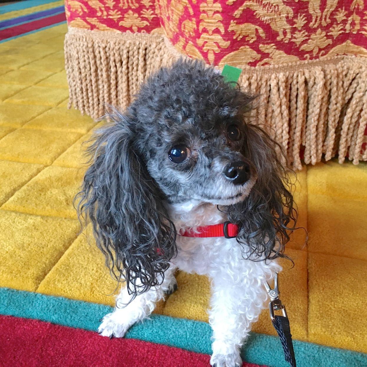 Dog Gone Problems Do Toy Poodles Need To Be Potty Trained