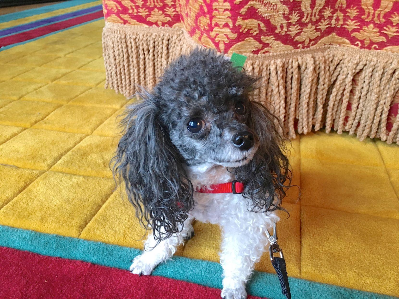 Dog Gone Problems Do Toy Poodles Need To Be Potty Trained Differently Blogs Omaha Com