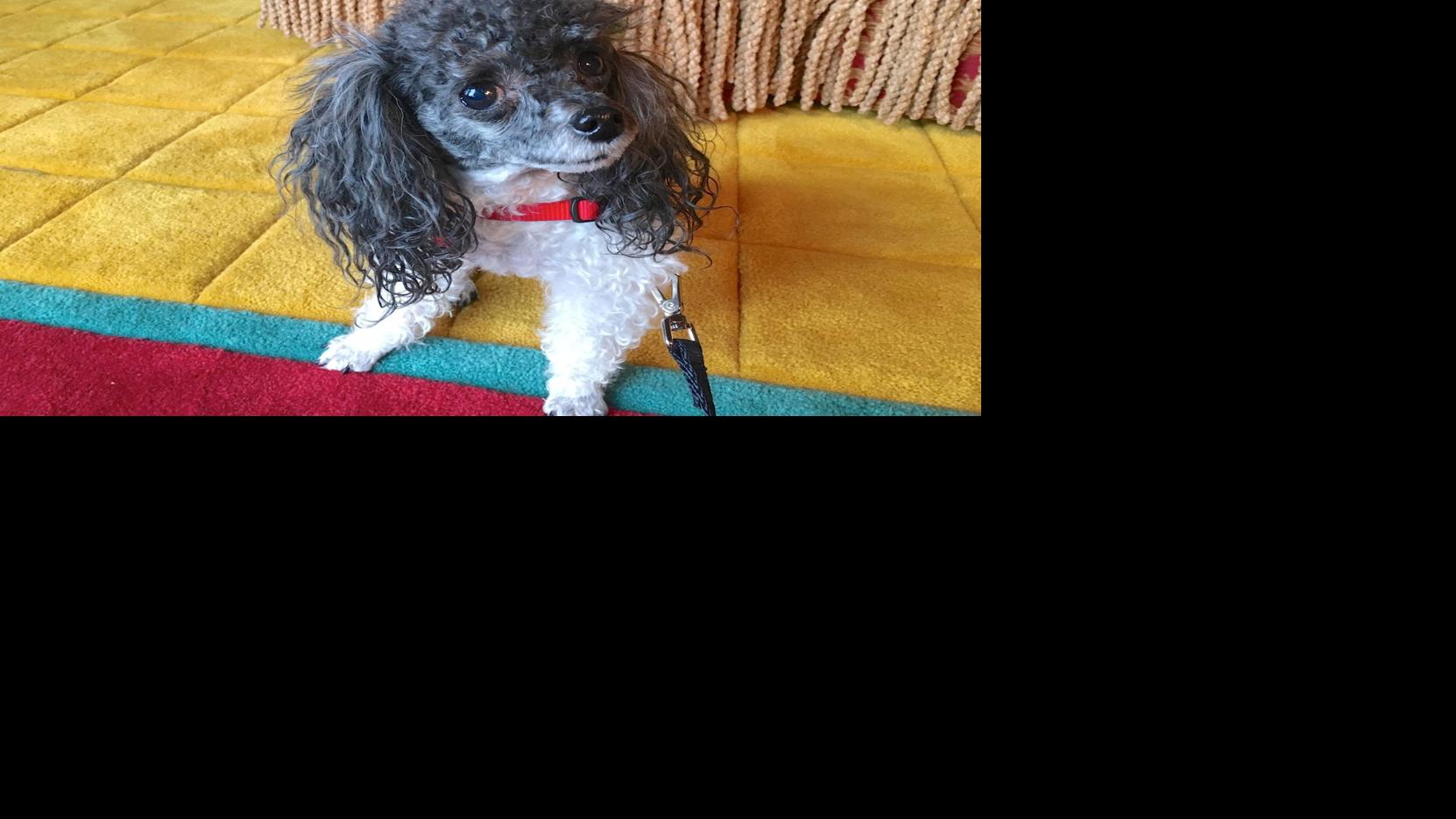 Dog Gone Problems Do toy poodles need to be potty trained differently