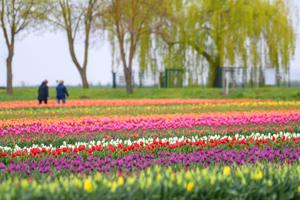 If you are after a spring break, you can see a 42 km ribbon of spectacular parade floats, built from millions of fragrant hyacinths, tulips, and daffodils in the annual Bloemencorso flower parade, which runs from Noordwijk to Haarlem in the Netherlan