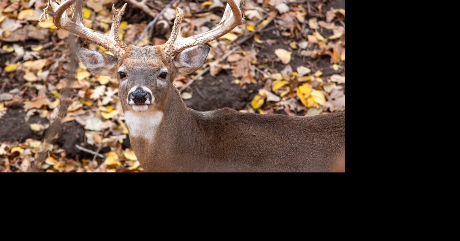 Firearm deer season opens Saturday in Nebraska