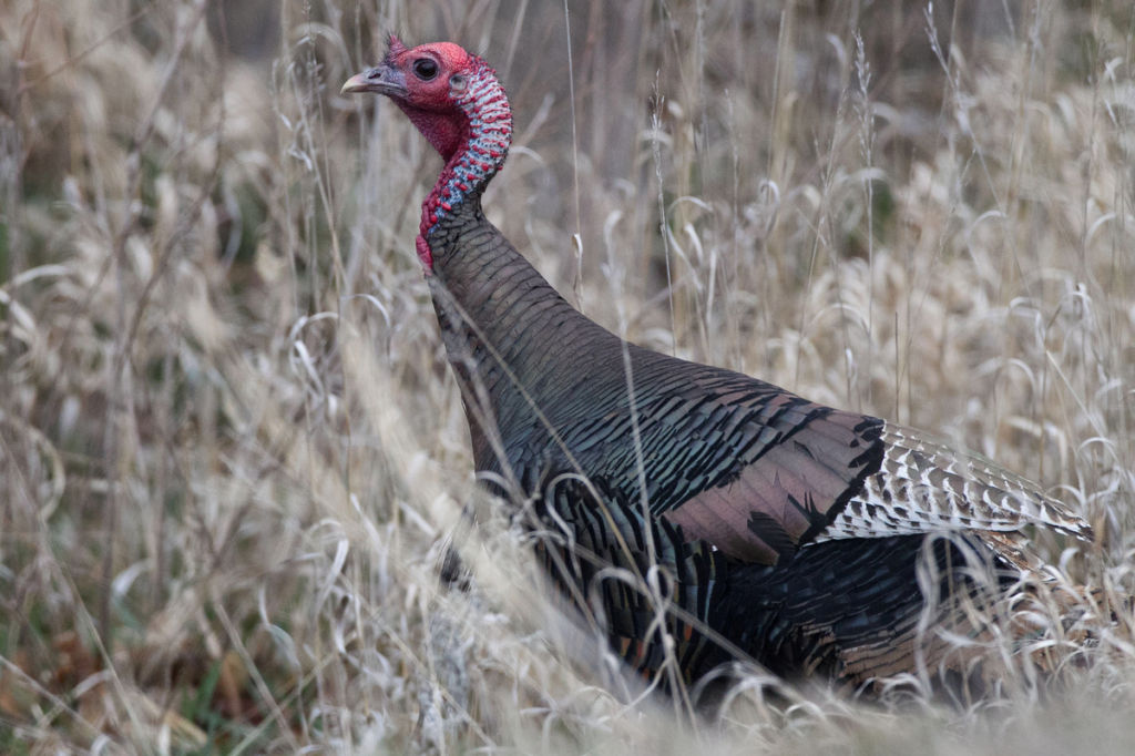 Turkey season grows in popularity