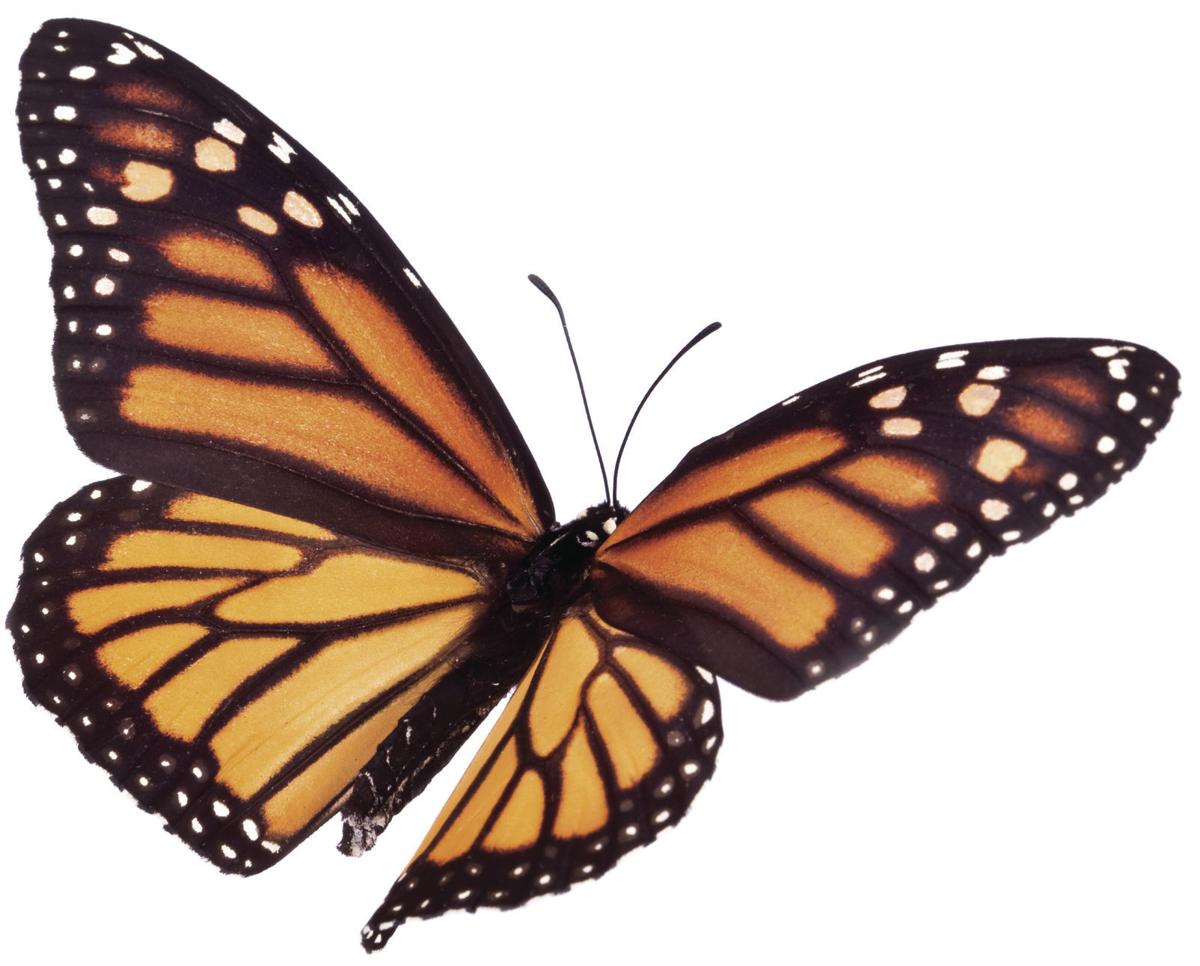 How To Build A Butterfly Garden It S Really Easy To Start A Butterfly Garden All Butterflies Need Butterfly Garden Plants Butterfly Garden Pollinator Garden