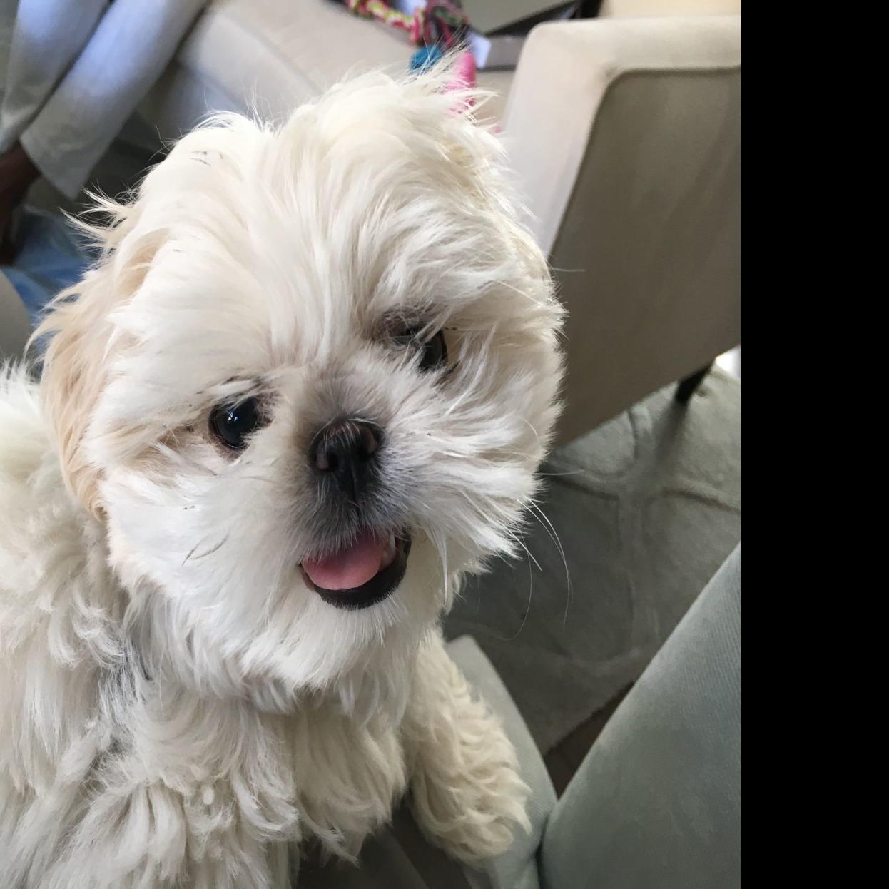 Dog Gone Problems Our Puppy Digs At The Carpet And Corners Blogs Omaha Com
