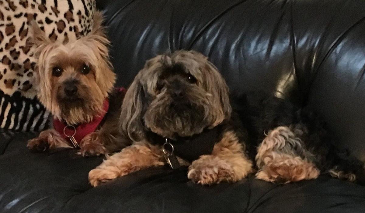 GF dogs