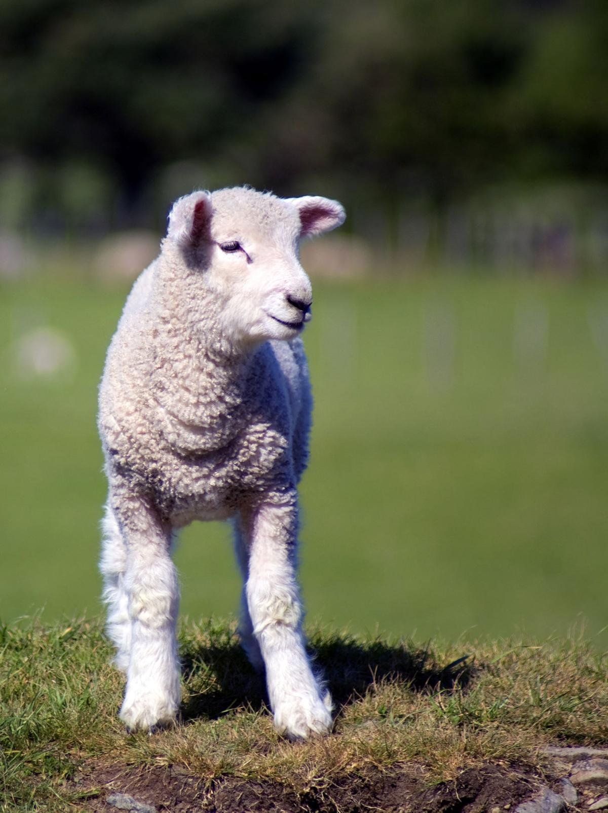 From lilies to lambs — Easter symbols hold special significance for