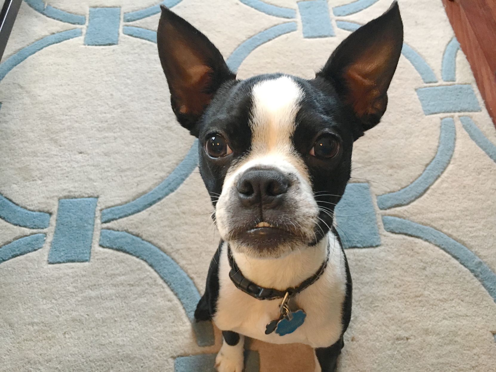 boston terrier anxiety