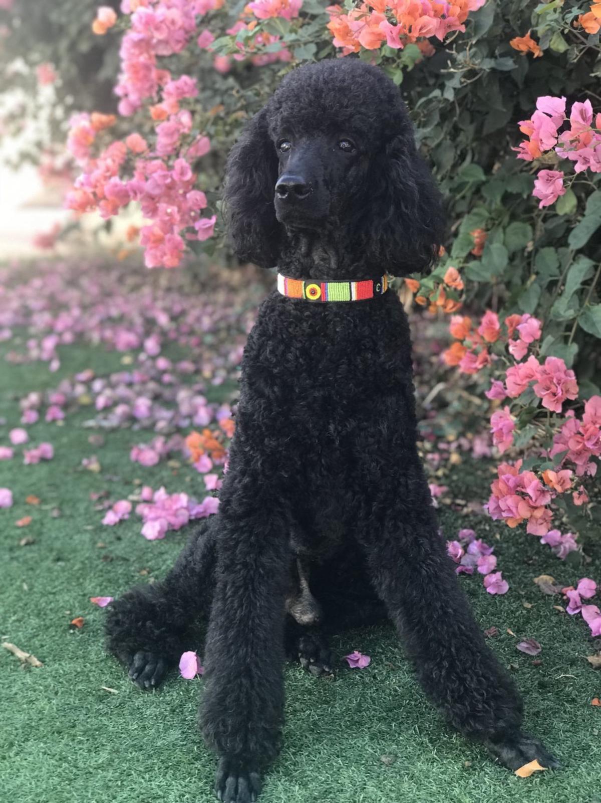 Dog Gone Problems My Poodle Is Aggressively Jealous Of Our 1 Year Old Baby Momaha Omaha Com