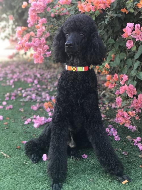 Dog Gone Problems My Poodle Is Aggressively Jealous Of Our 1 Year