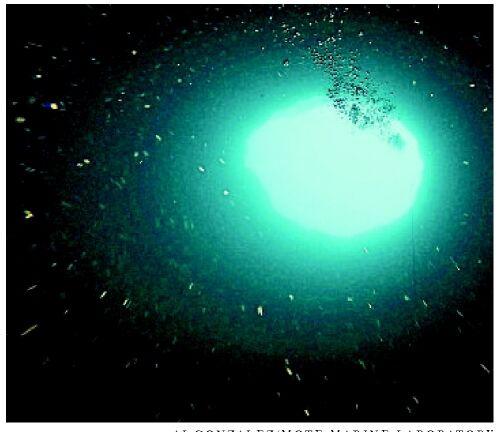 Scientists look for signs of life in giant 'blue hole' off Florida