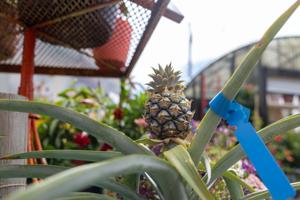 050826-owh-new-gardenseason-cm-07.JPG