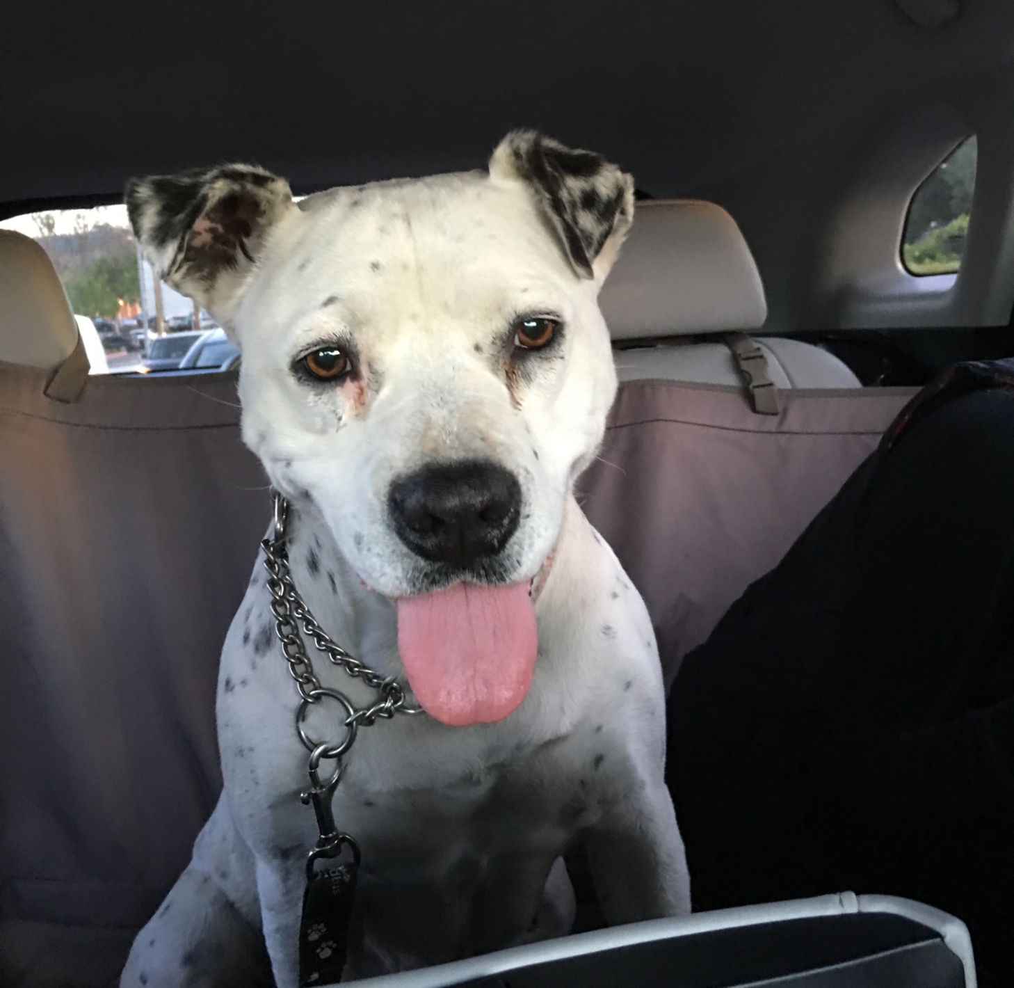 puppy excitement aggression