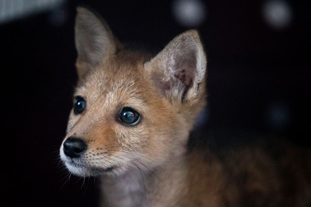 Nebraska Wildlife Rehab's ark is bursting at the seams Outdoors