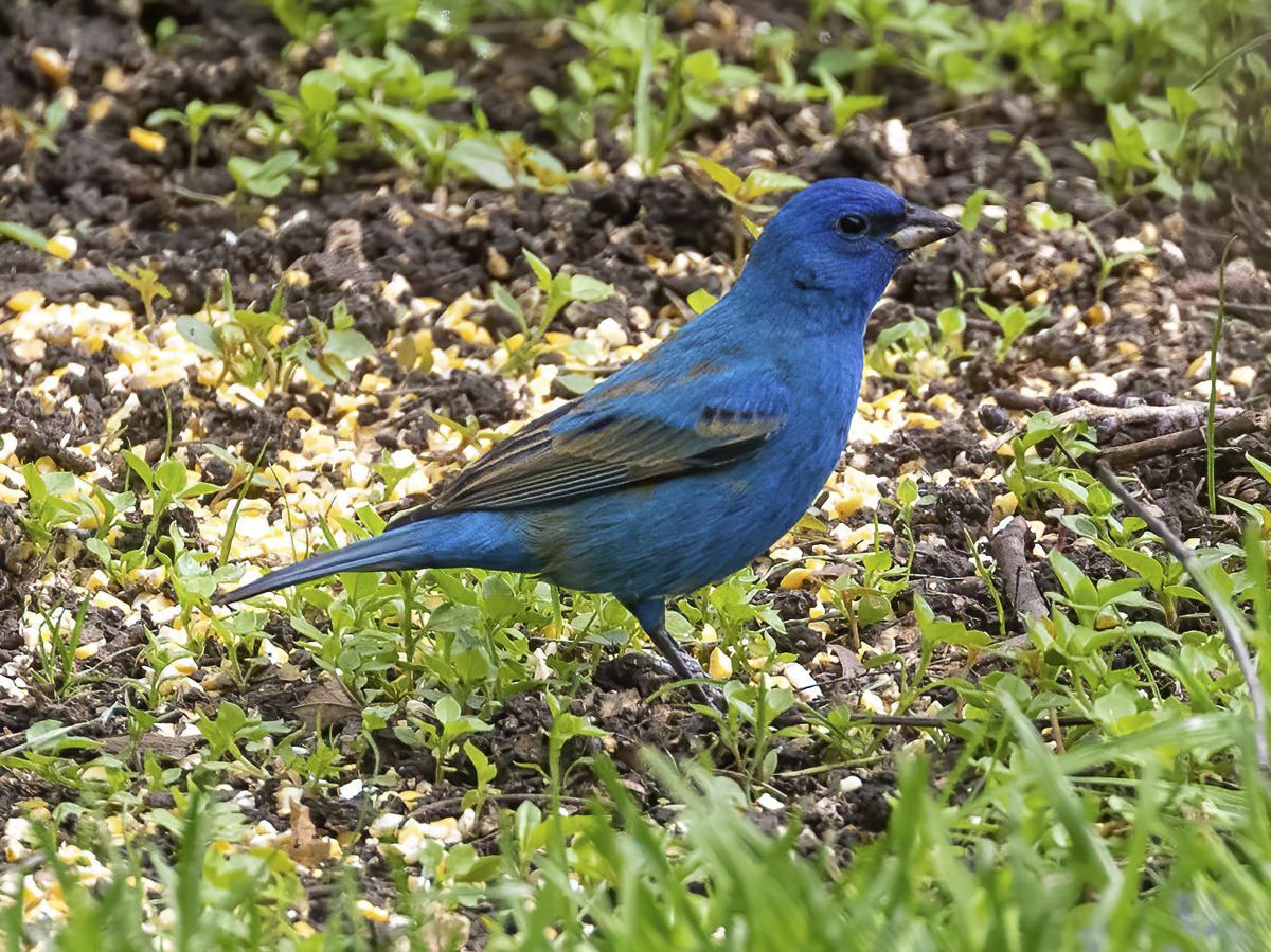 Backyard Birds Omaha Purple Martins In Omaha A Chaotic Thrilling
