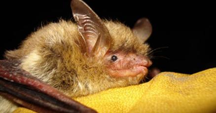 Report Climate change disease imperil North American bats Report Climate change disease imperil North American bats